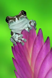 Resinifictrix: Amazon Milk Frog (Trachycephalus resinifictrix)