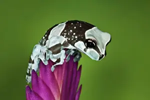 Milk: Amazon Milk Frog (Trachycephalus resinifictrix)