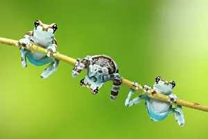 Treefrogs: Three Amazon Milk Frogs (Phrynohyas resinifictrix)