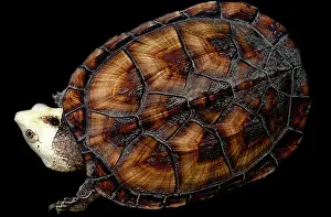 Kinosternidae: Amazon Mud Turtle