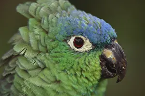 Cordillera: Amazon Parrot