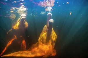 Boto: AMAZON PINK DOLPHIN Amason River Dolphin, Boto, Inia geo