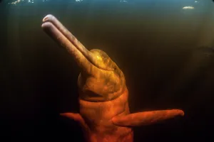 Boto: AMAZON PINK DOLPHIN Amason River Dolphin, Boto, Inia geo