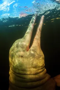 Boto: AMAZON PINK DOLPHIN Amason River Dolphin, Boto, Inia geo