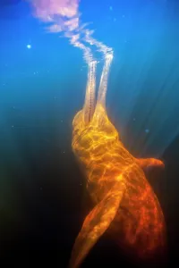 Boto: AMAZON PINK DOLPHIN Amason River Dolphin, Boto, Inia geo