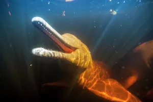 Boto: AMAZON PINK DOLPHIN Amason River Dolphin, Boto, Inia geo