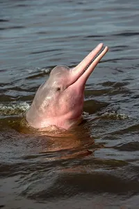 Boto: Amazon / Pink River Dolphin / Boto