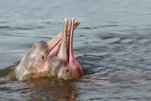 Boto: Amazon / Pink River Dolphin / Boto