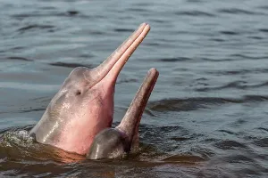Boto: Amazon / Pink River Dolphin / Boto