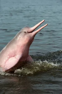 Boto: Amazon / Pink River Dolphin / Boto