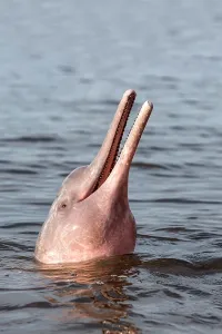 Boto: Amazon / Pink River Dolphin / Boto