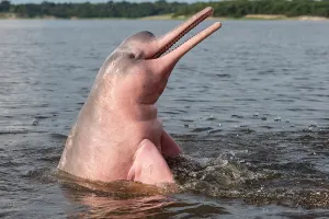 Boto: Amazon / Pink River Dolphin / Boto