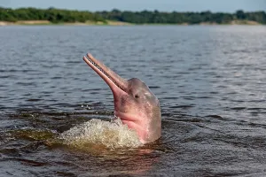 Boto: Amazon / Pink River Dolphin / Boto