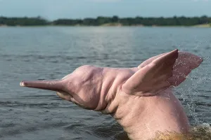 Boto: Amazon / Pink River Dolphin / Boto