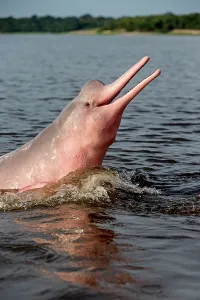 Boto: Amazon / Pink River Dolphin / Boto