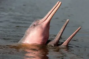 Boto: Amazon / Pink River Dolphin / Boto