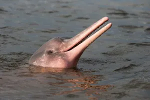 Boto: Amazon / Pink River Dolphin / Boto