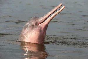 Boto: Amazon / Pink River Dolphin / Boto
