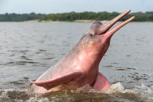 Boto: Amazon / Pink River Dolphin / Boto