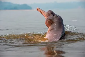 Boto: Amazon / Pink River Dolphin / Boto