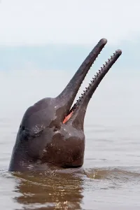 Boto: Amazon / Pink River Dolphin / Boto