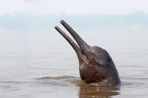 Boto: Amazon / Pink River Dolphin / Boto