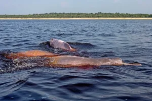 Boto: Amazon / Pink River Dolphin / Boto