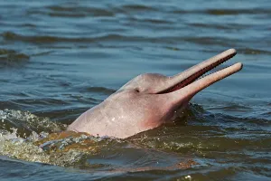 Boto: Amazon / Pink River Dolphin / Boto