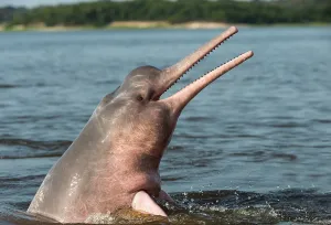 Boto: Amazon / Pink River Dolphin / Boto