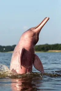 Boto: Amazon / Pink River Dolphin / Boto