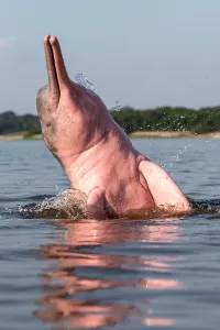 Boto: Amazon / Pink River Dolphin / Boto