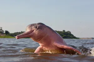 Boto: Amazon / Pink River Dolphin / Boto