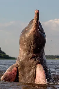 Boto: Amazon / Pink River Dolphin / Boto
