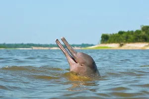 Boto: Amazon / Pink River Dolphin / Boto