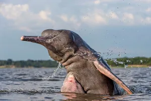 Boto: Amazon / Pink River Dolphin / Boto