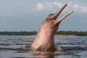 Boto: Amazon / Pink River Dolphin / Boto