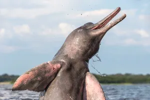 Boto: Amazon / Pink River Dolphin / Boto