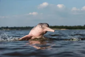 Boto: Amazon / Pink River Dolphin / Boto