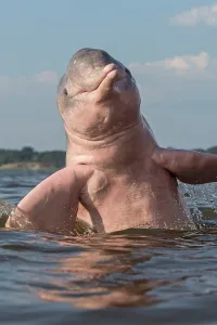 Boto: Amazon / Pink River Dolphin / Boto