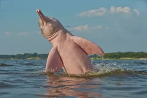 Boto: Amazon / Pink River Dolphin / Boto