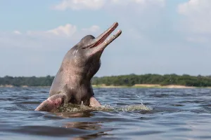 Boto: Amazon / Pink River Dolphin / Boto