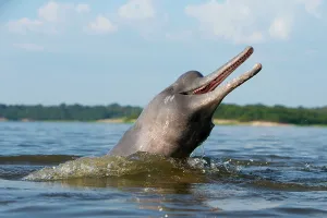 Boto: Amazon / Pink River Dolphin / Boto