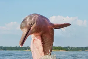 Boto: Amazon / Pink River Dolphin / Boto