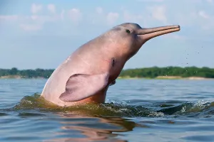 Boto: Amazon / Pink River Dolphin / Boto