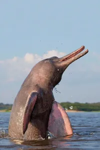 Boto: Amazon / Pink River Dolphin / Boto