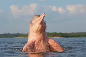 Boto: Amazon / Pink River Dolphin / Boto