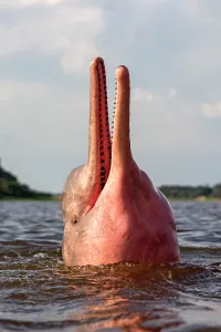 Boto: Amazon / Pink River Dolphin / Boto