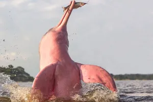 Boto: Amazon / Pink River Dolphin / Boto