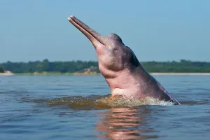 Boto: Amazon / Pink River Dolphin / Boto
