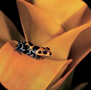 Ventrimaculatus: Amazon Poison Arrow Frog